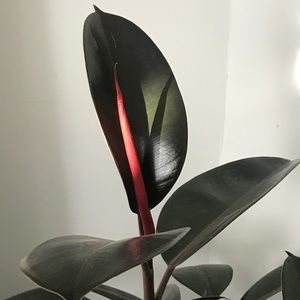 Meet your Posher, Yoona